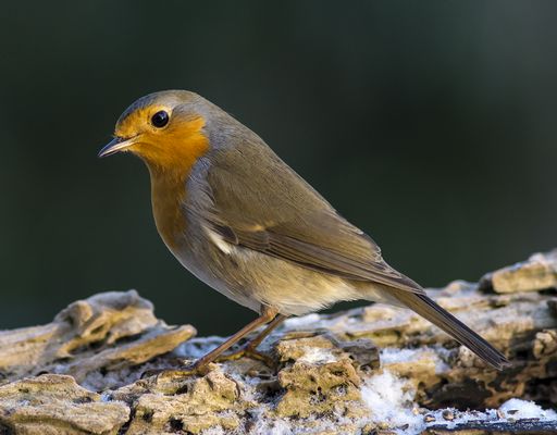 Nikon D7100 with Nikkor AF 300 f4. Exif 1/350, f/4.0, ISO 1400